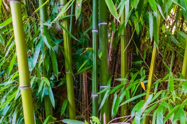 Bamboo Trimming in Logan