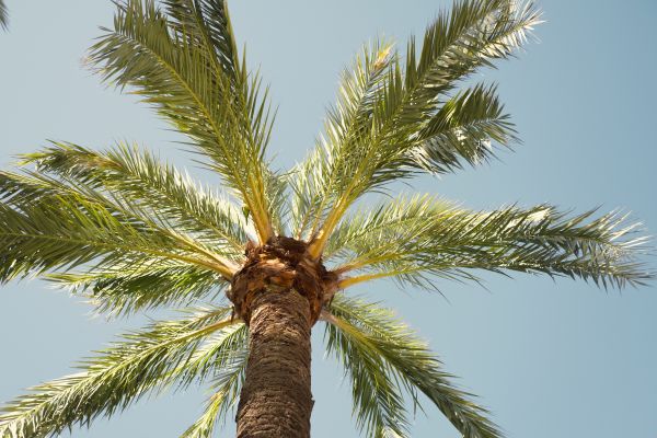 Palm Tree Pruning in Logan