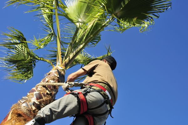 Palm Tree Trimming in Logan