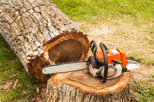 Tree Cutting Service in Logan