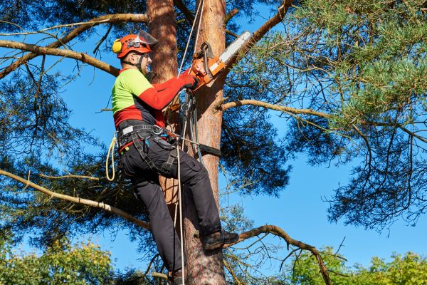Tree Service in Logan