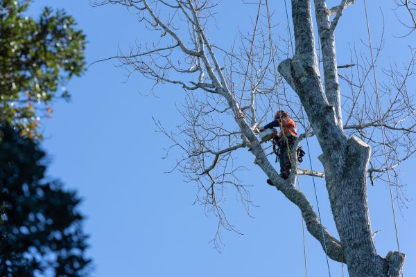 Tree Topping Service in Logan