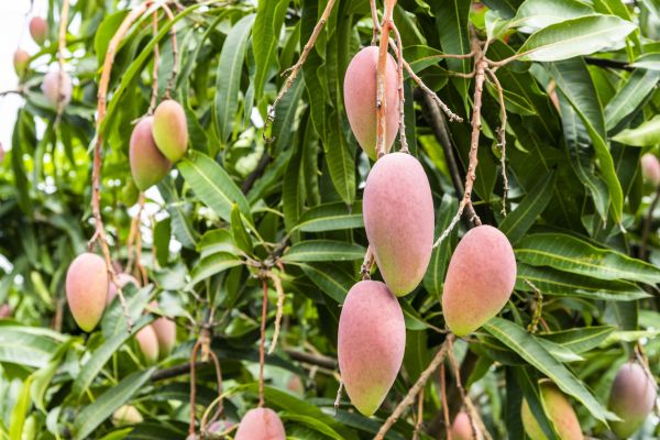 Mango Tree Trimming in Logan