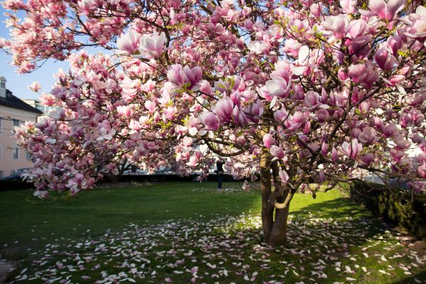Ornamental Tree Pruning in Logan