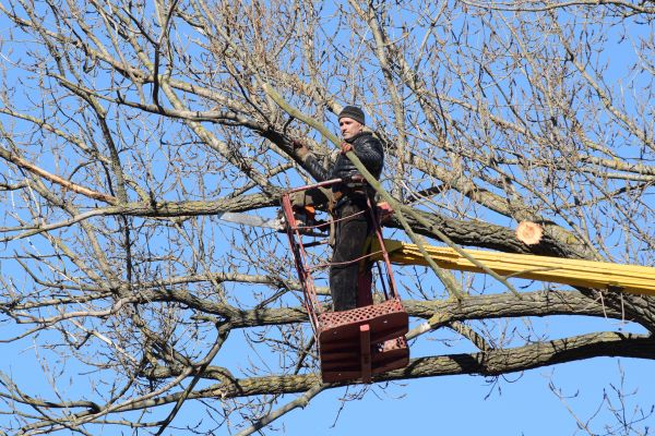 Emergency Tree Trimming in Logan