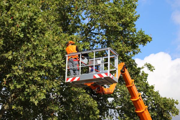 Commercial Tree Service in Logan