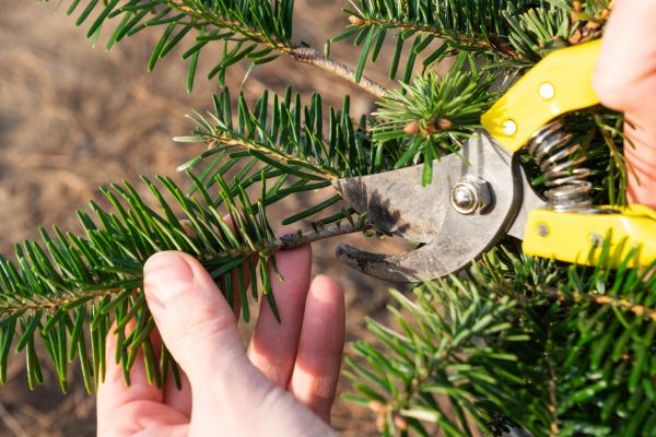 Pine Tree Pruning in Logan