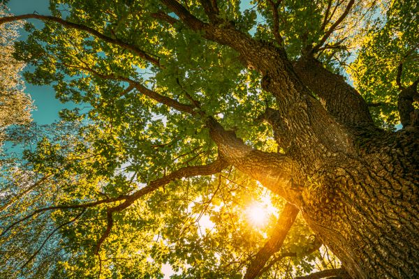 Oak Tree Pruning in Logan