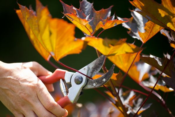 Maple Tree Pruning in Logan