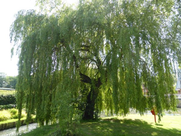 Willow Tree Trimming in Logan