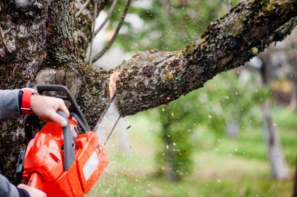 Tree Limbs Removal in Logan