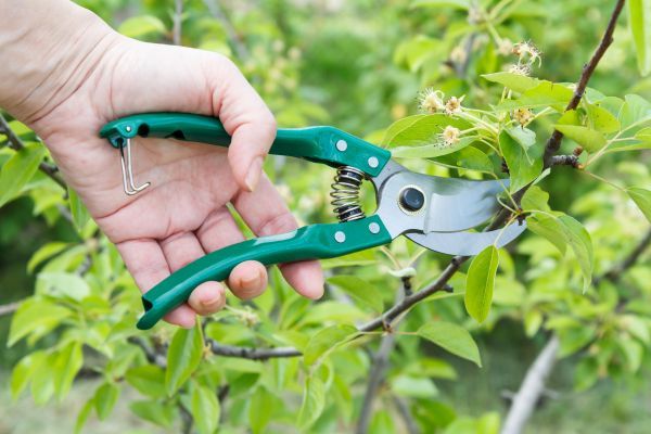 Pear Tree Pruning in Logan