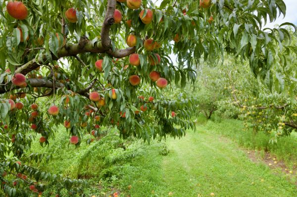 Peach Tree Pruning in Logan