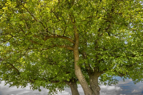 Walnut Tree Trimming in Logan