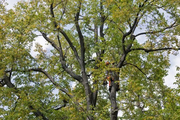 Tree Crown Shaping in Logan