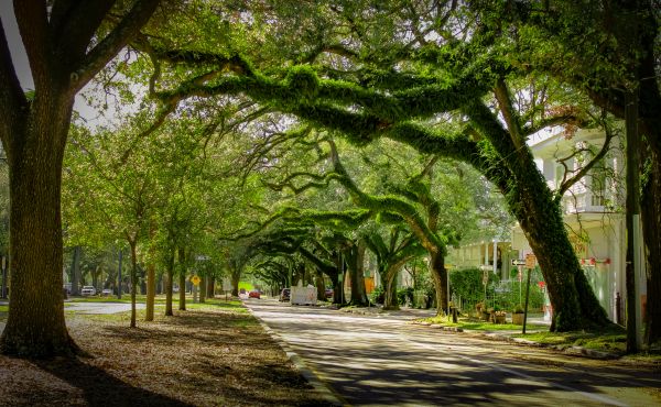 Tree Canopy Thinning in Logan