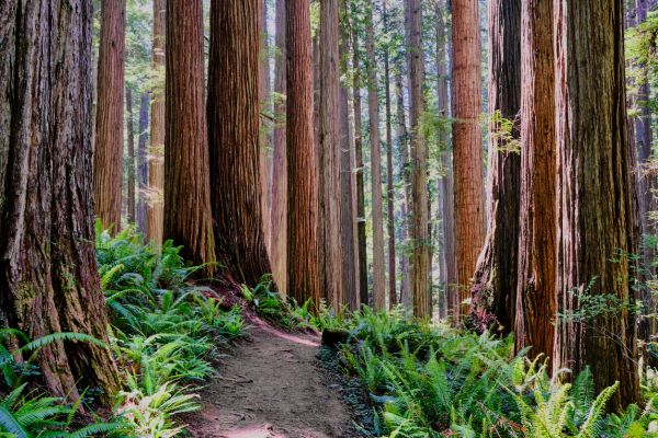 Redwood Tree Trimming in Logan