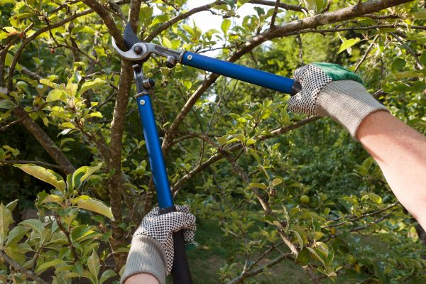 Residential Tree Pruning in Logan