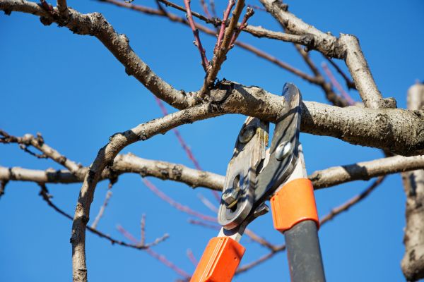 Peach Tree Trimming in Logan
