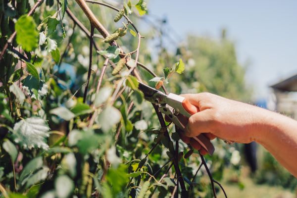 Birch Tree Pruning in Logan