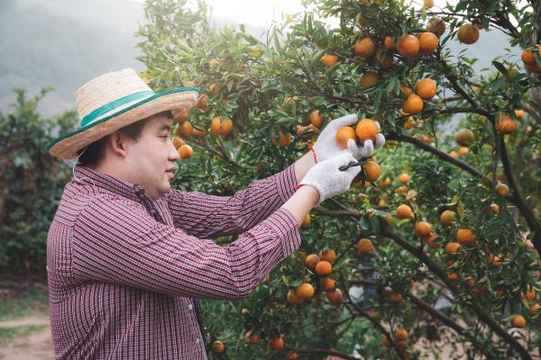 Orange Tree Pruning in Logan