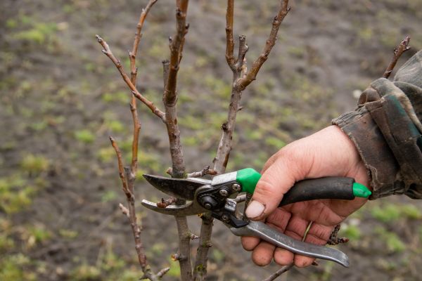 Pear Trees Pruning in Logan