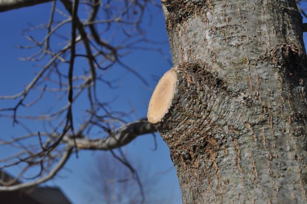 Limb Pruning in Logan