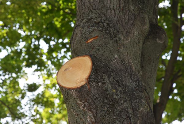 Limb Cutting in Logan