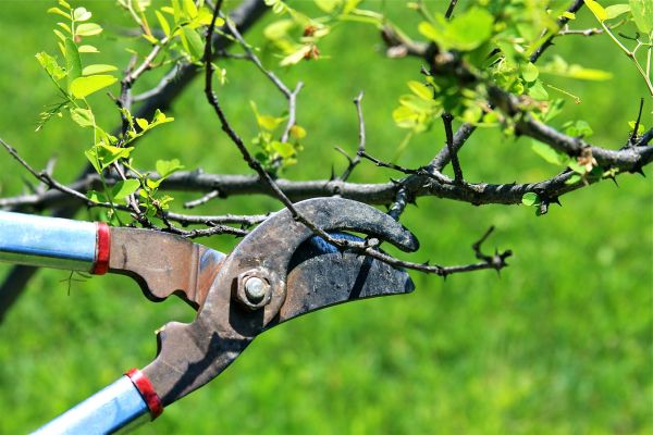 Branches Pruning in Logan