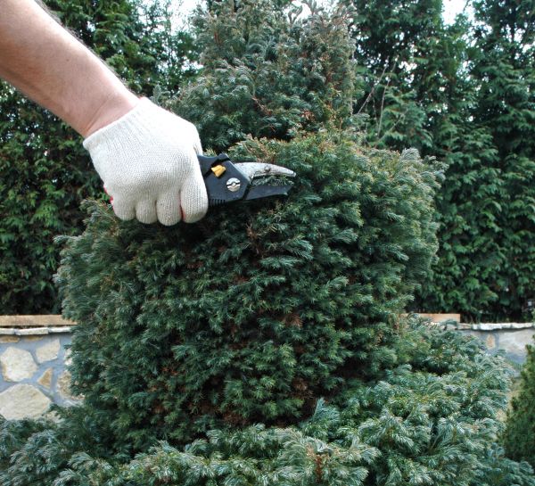 Ornamental Tree Trimming in Logan