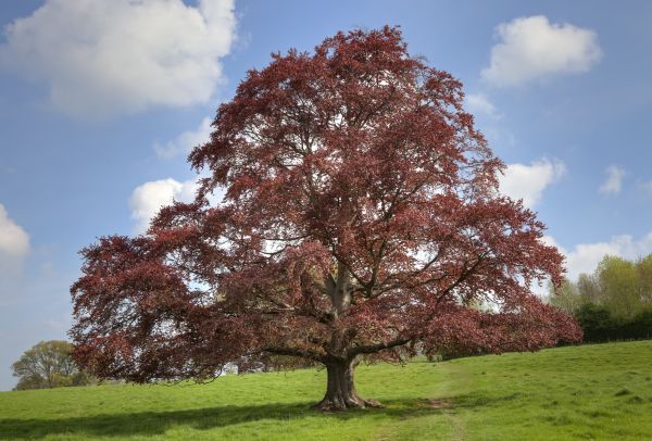 Beech Tree Pruning in Logan