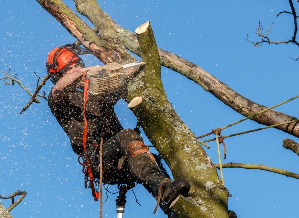 Tree Trimming Service in Logan