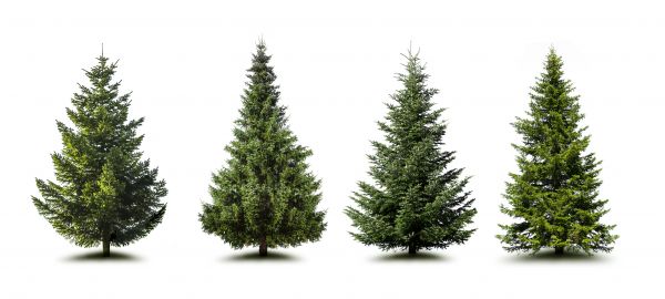 Pine Tree Trimming in Logan