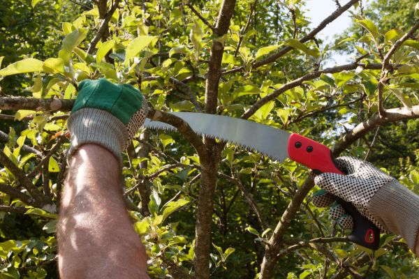Apple Tree Trimming in Logan