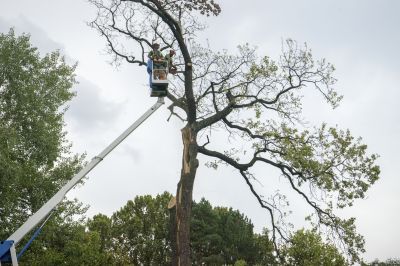 Tree Removal Crew