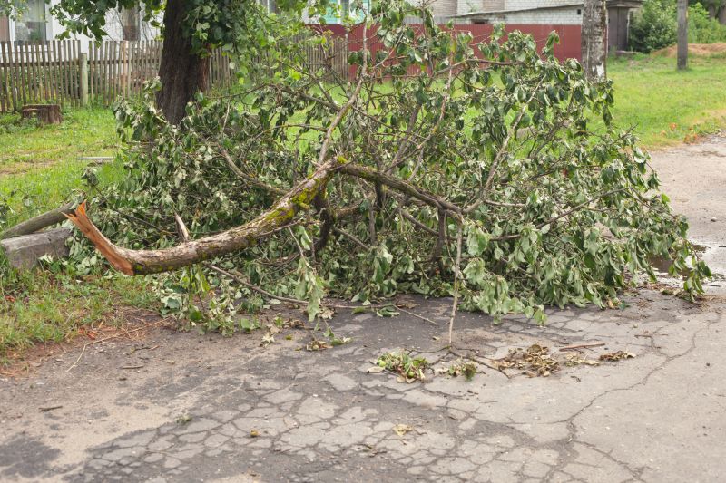 Fallen Tree on Driveway