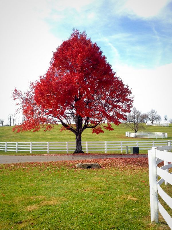 Japanese Maple Pruning