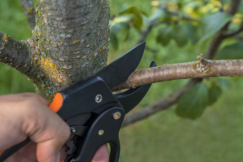 Pruning in Winter
